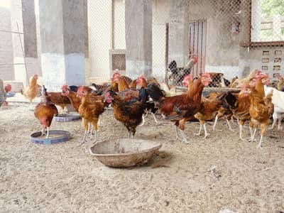 Golden Misri Murga (male only ) available for sale