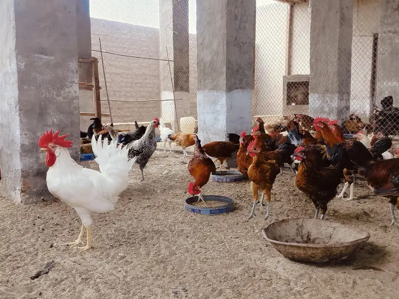 Golden Misri Murga (male only ) available for sale — photo 2