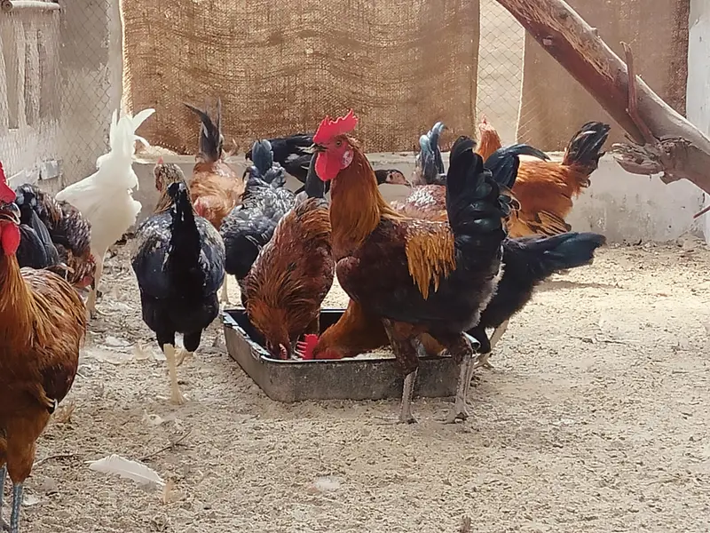 Golden Misri Murga (male only ) available for sale — photo 3