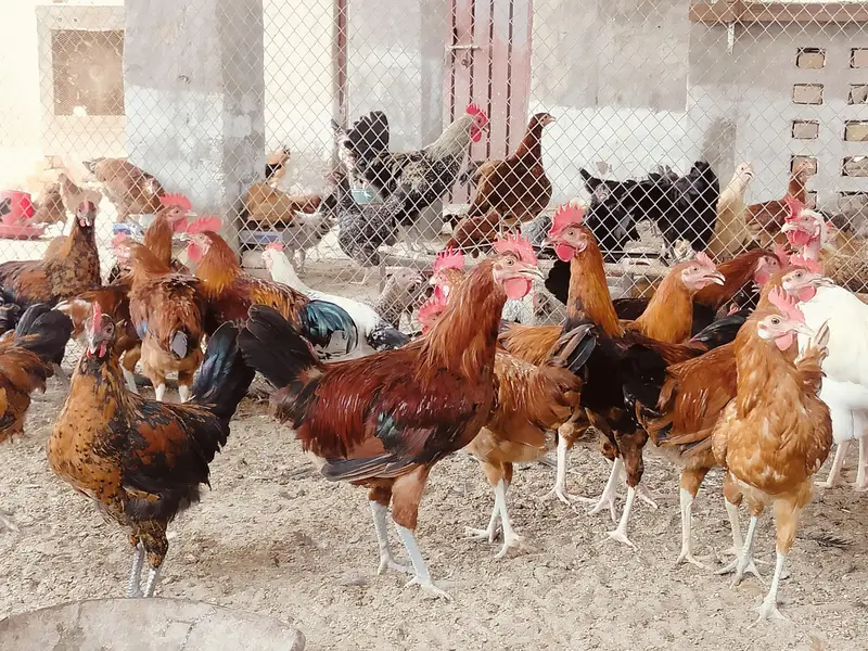 Golden Misri Murga (male only ) available for sale — photo 4