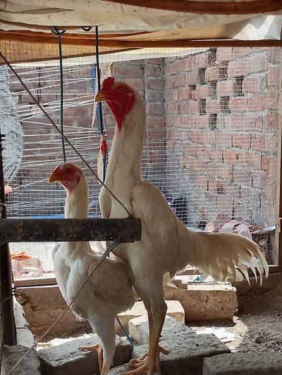 White Shamo Pair