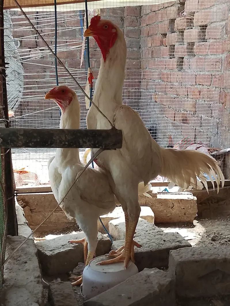 White Shamo Pair — photo 2