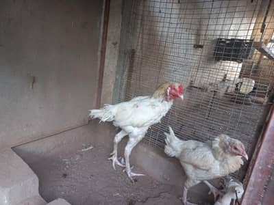 Hera aseel pair