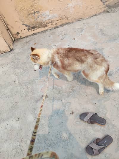 Siberian hasky female full active