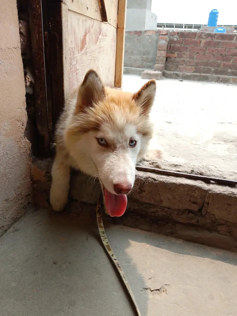 Siberian hasky female full active — photo 2
