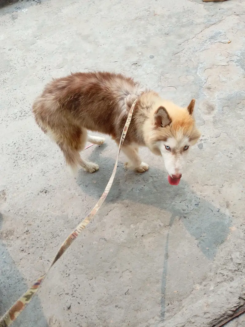 Siberian hasky female full active — photo 4