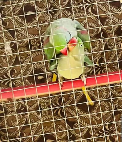 raw parrot full breeder