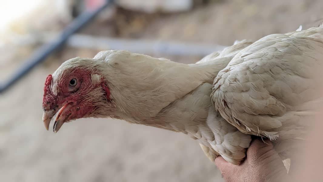 White hen 0