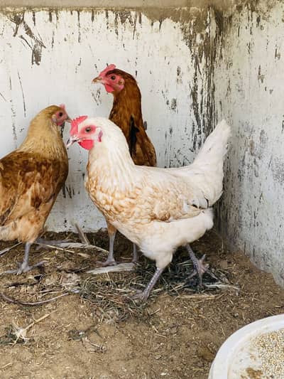 Yummy egg laying hens