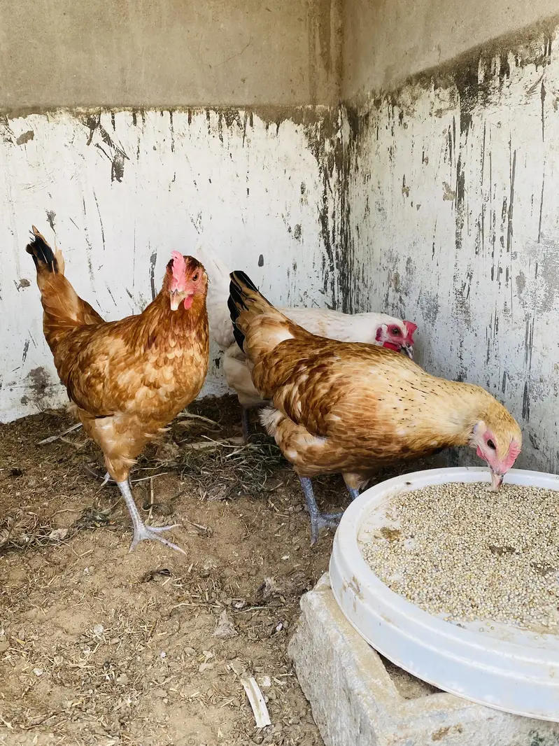 Yummy egg laying hens — photo 2