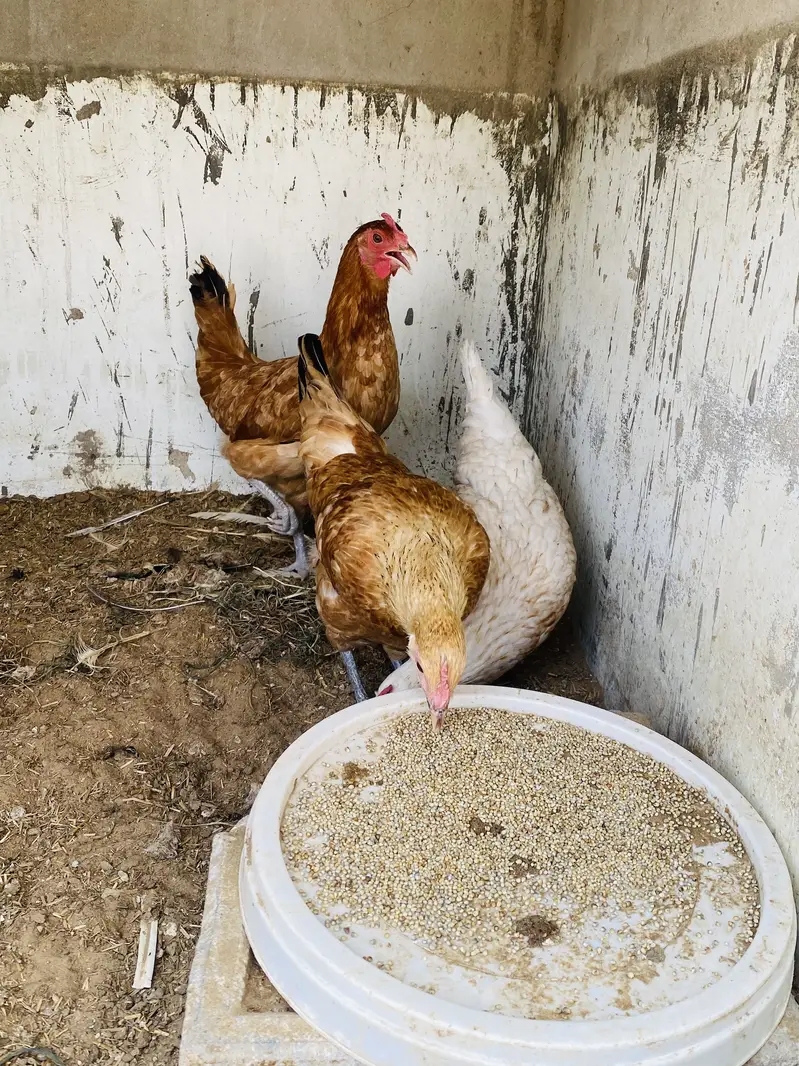 Yummy egg laying hens — photo 3