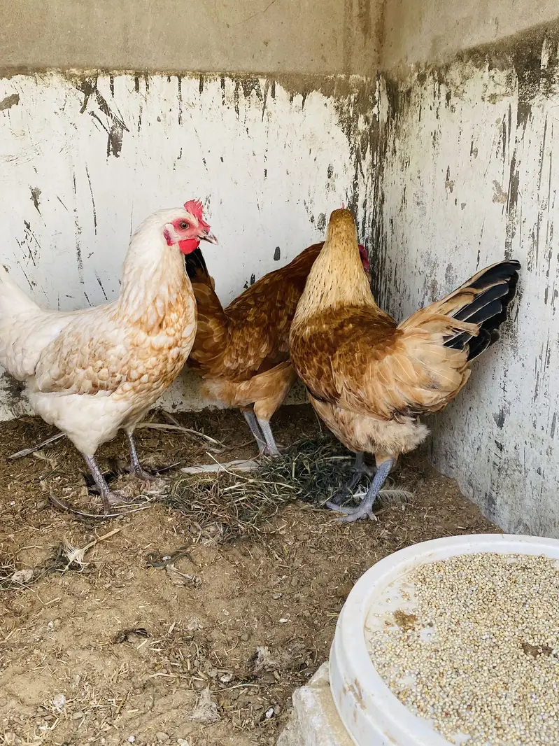 Yummy egg laying hens — photo 4