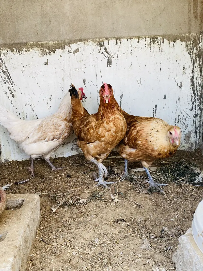 Yummy egg laying hens — photo 5