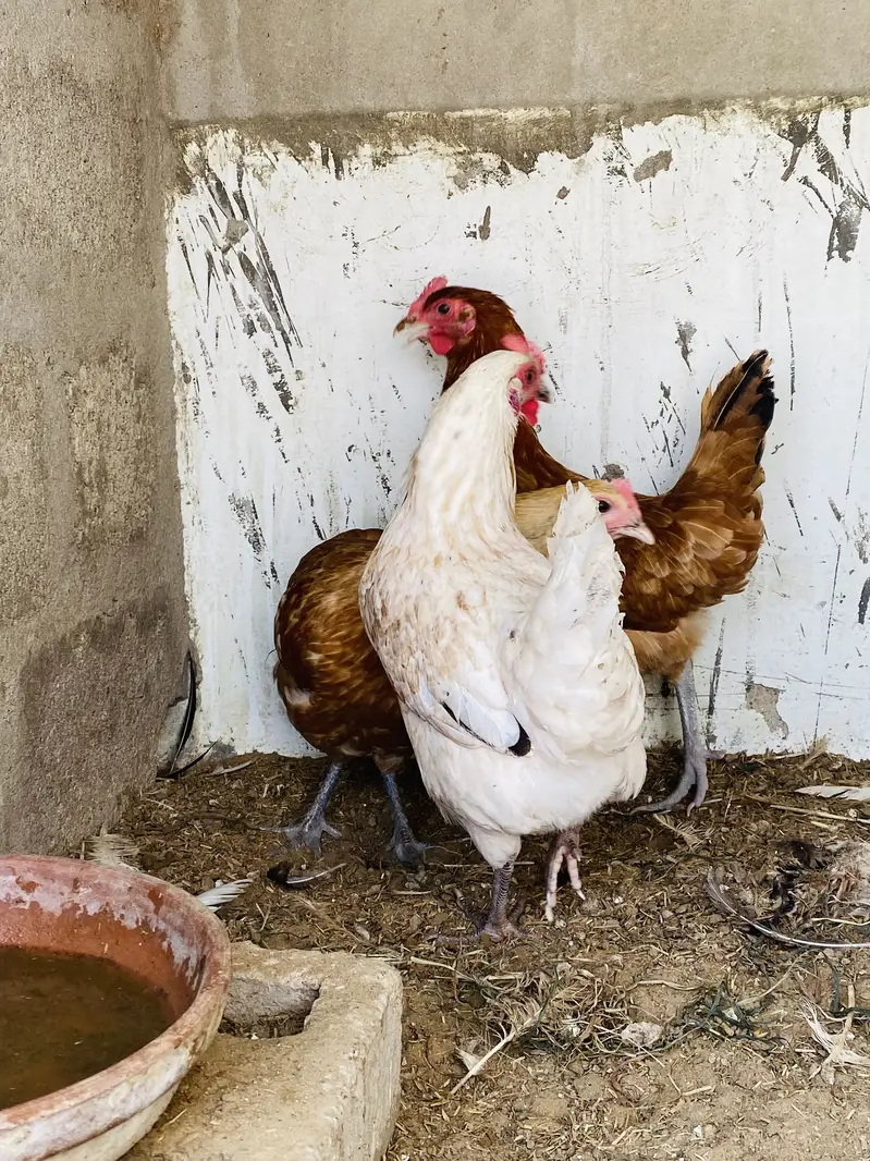 Yummy egg laying hens — photo 6