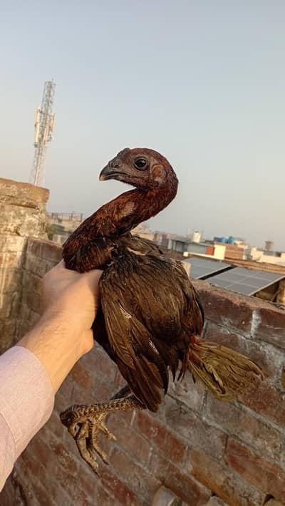 Pure Dragon Aseel petha Active And Healthy