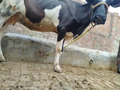 Holistan Friesian Cross Cow