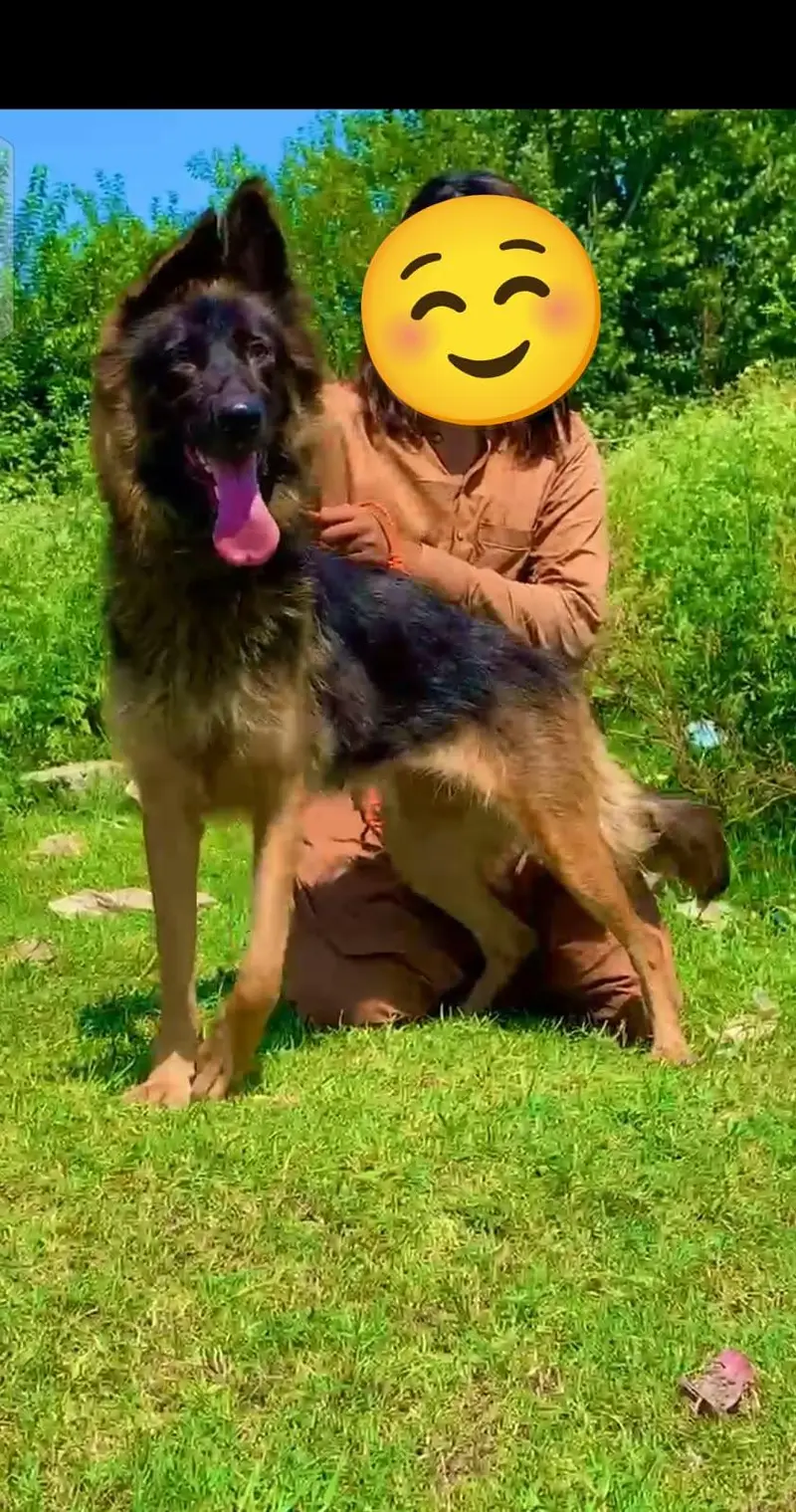 German shepherd long coat  pair for sale — photo 2