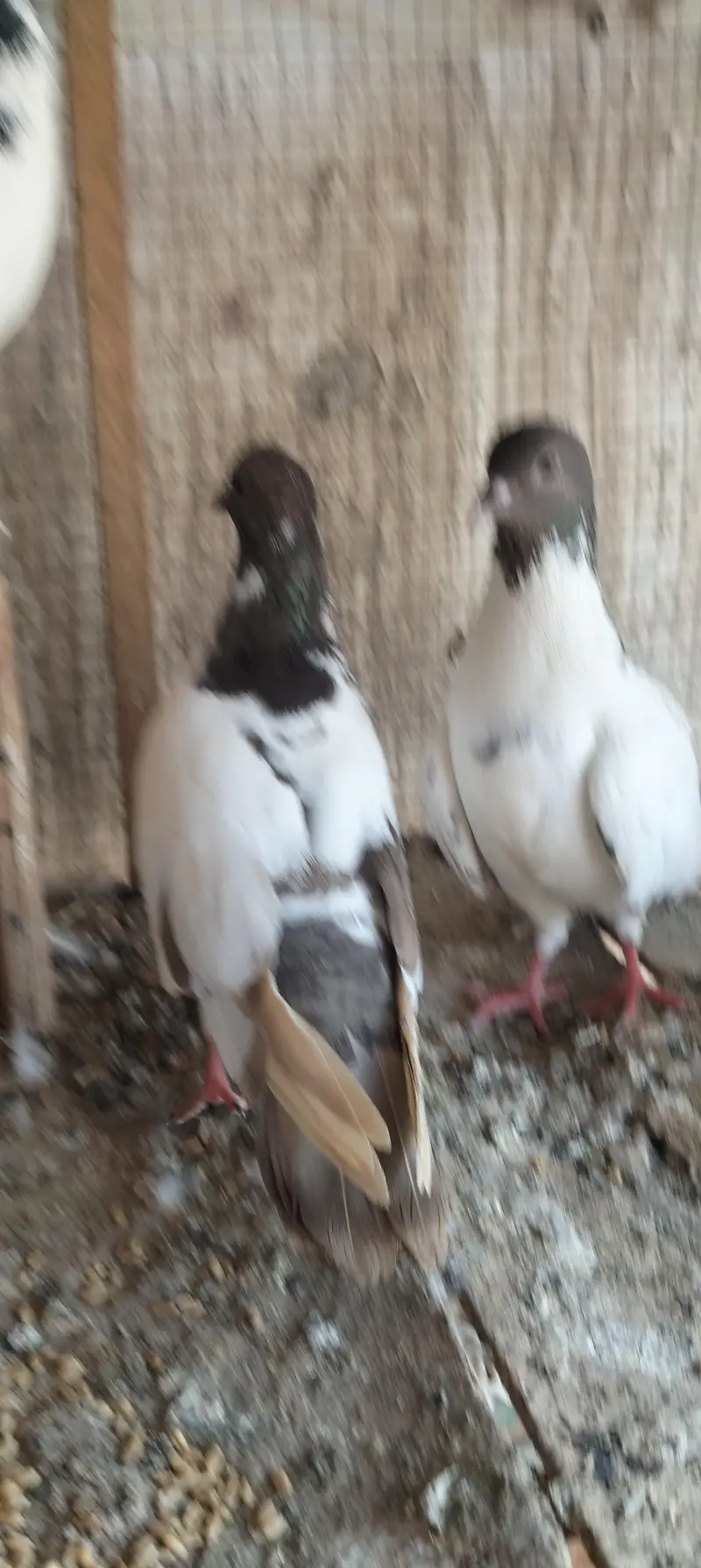 Pishori pure — photo 5