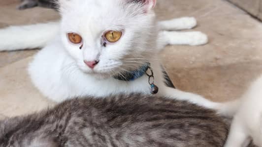 Persian cat