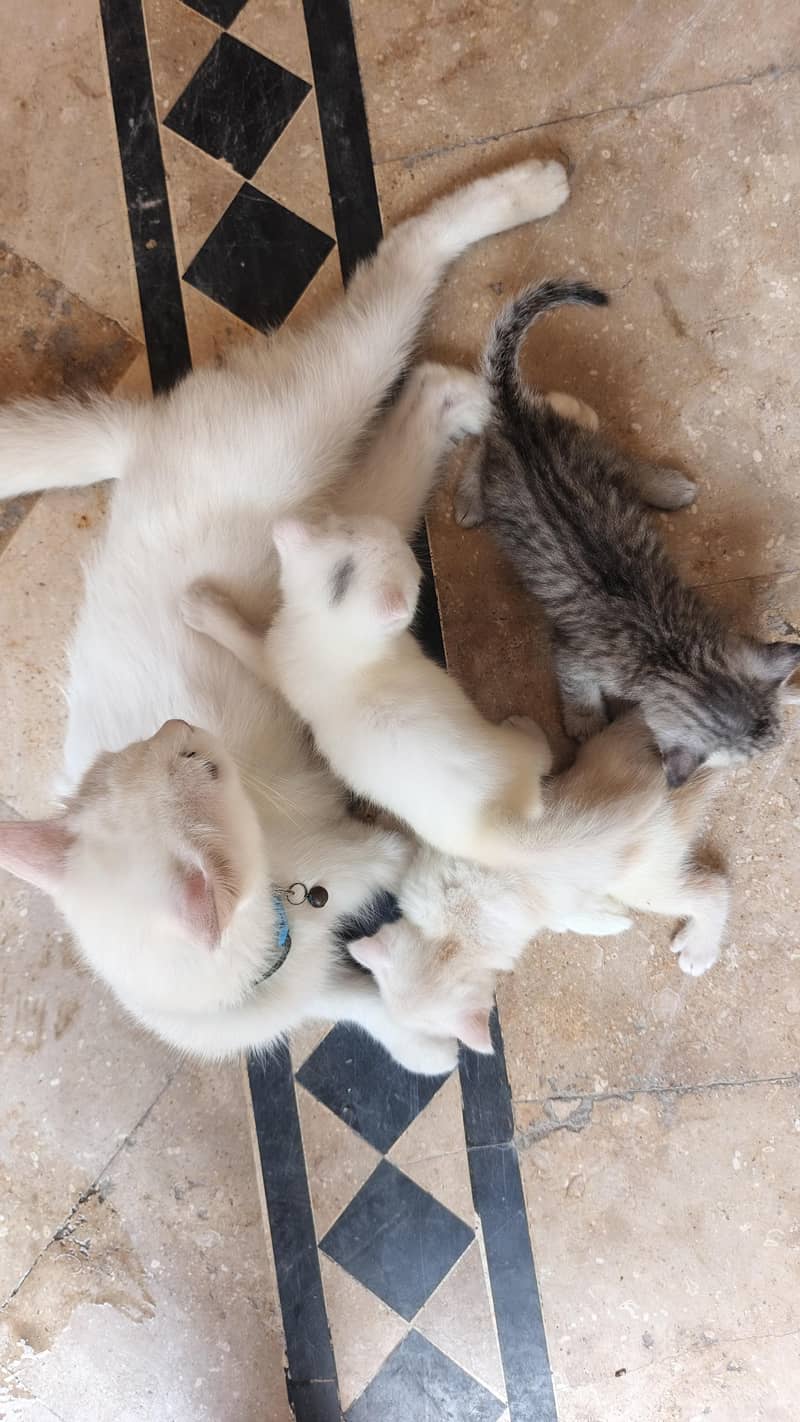 Persian cat with 3 baby 1