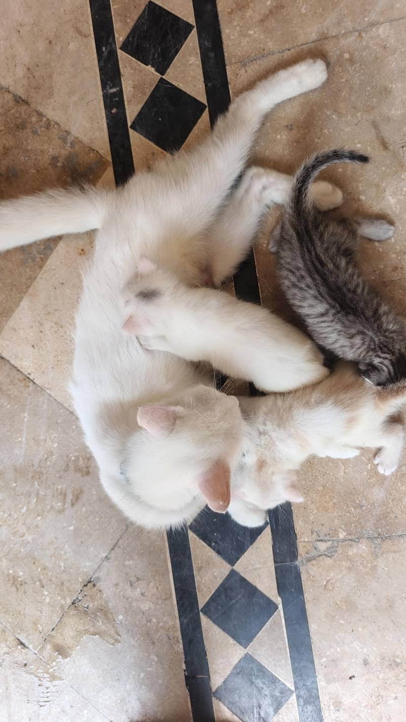 Persian cat with 3 baby 2