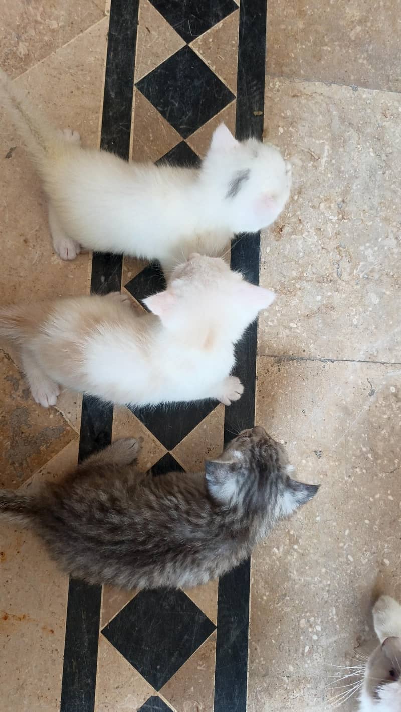 Persian cat with 3 baby 3