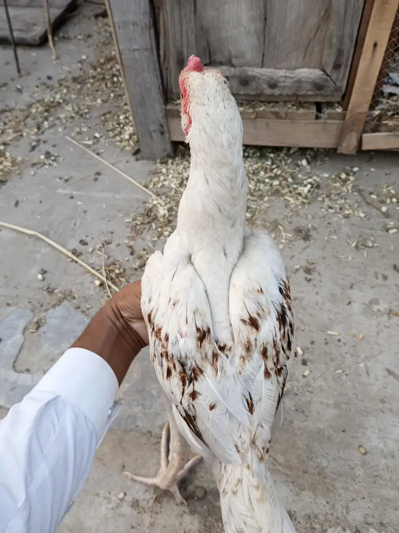Aseel patha — photo 2