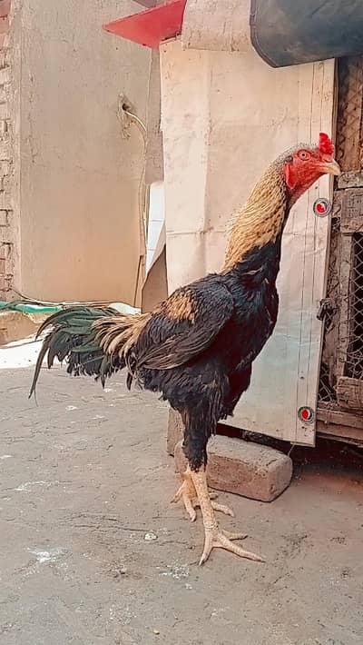 shamo cros brider male for sale gujranwala