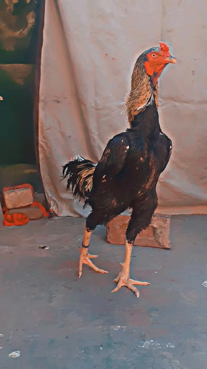 shamo cros brider male for sale gujranwala — photo 2