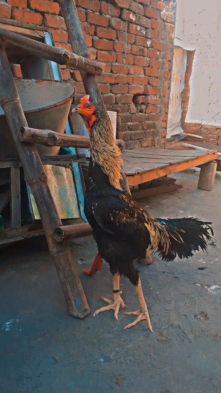 shamo cros brider male for sale gujranwala — photo 3
