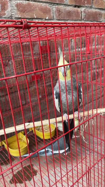 2 Pair Parrots for Sale | Healthy & Beautiful Birdمممممممم