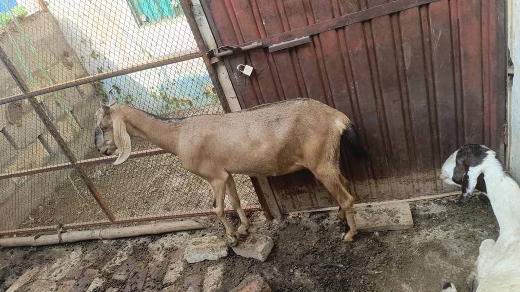 bakri 0