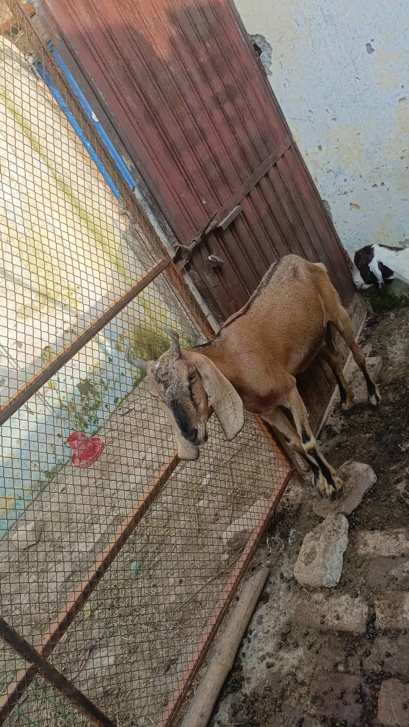 bakri 1