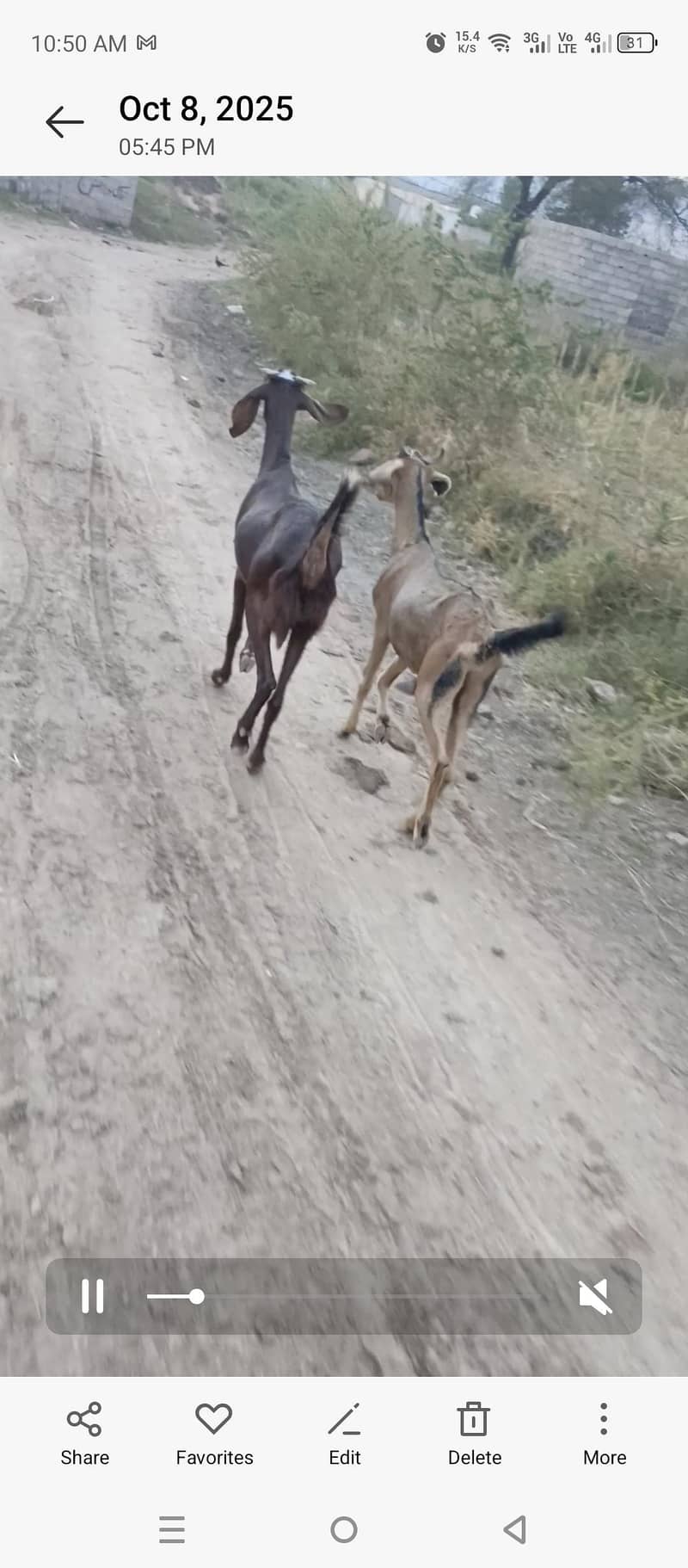 bakri 2