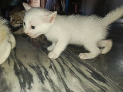 Any colour you want to buy very active kittens