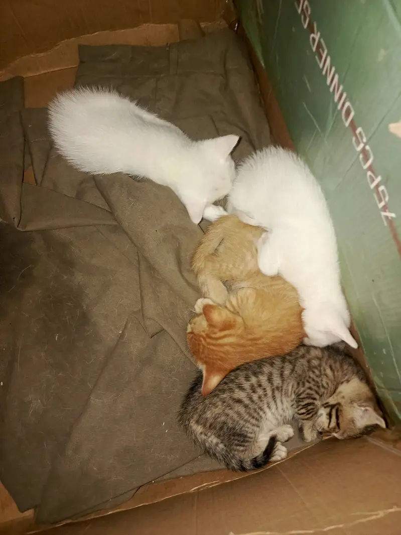 Any colour you want to buy very active kittens — photo 2
