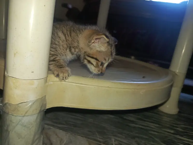 Any colour you want to buy very active kittens — photo 3