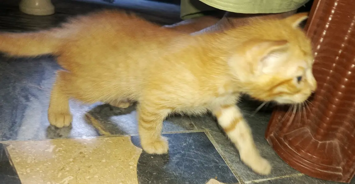 Any colour you want to buy very active kittens — photo 4