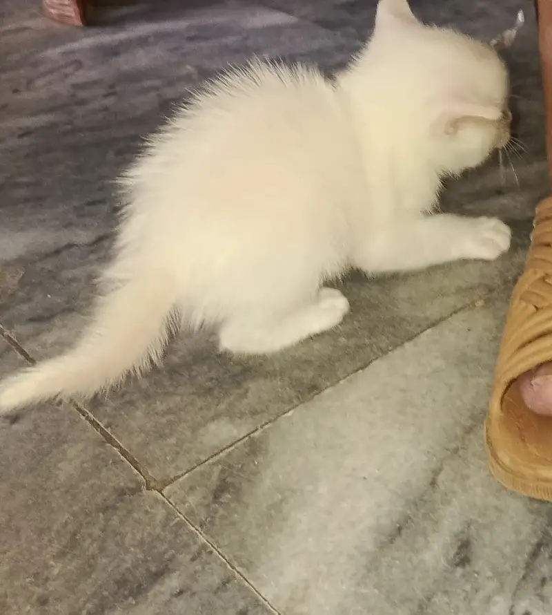 Any colour you want to buy very active kittens — photo 5