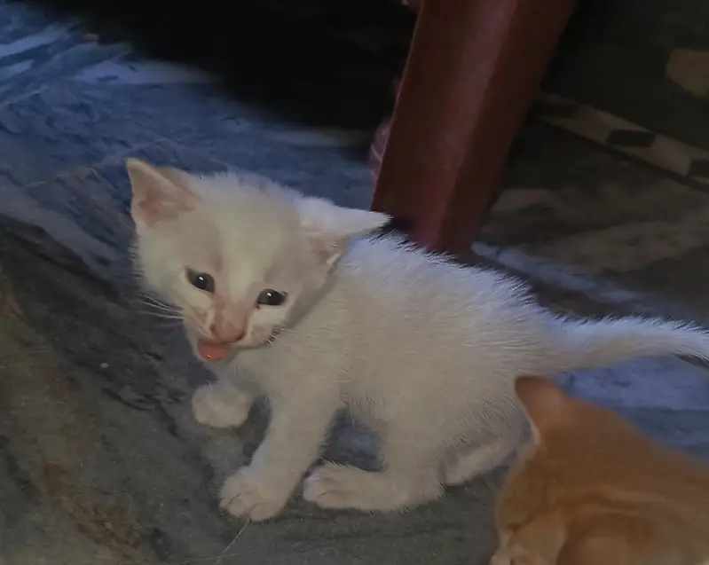 Any colour you want to buy very active kittens — photo 6