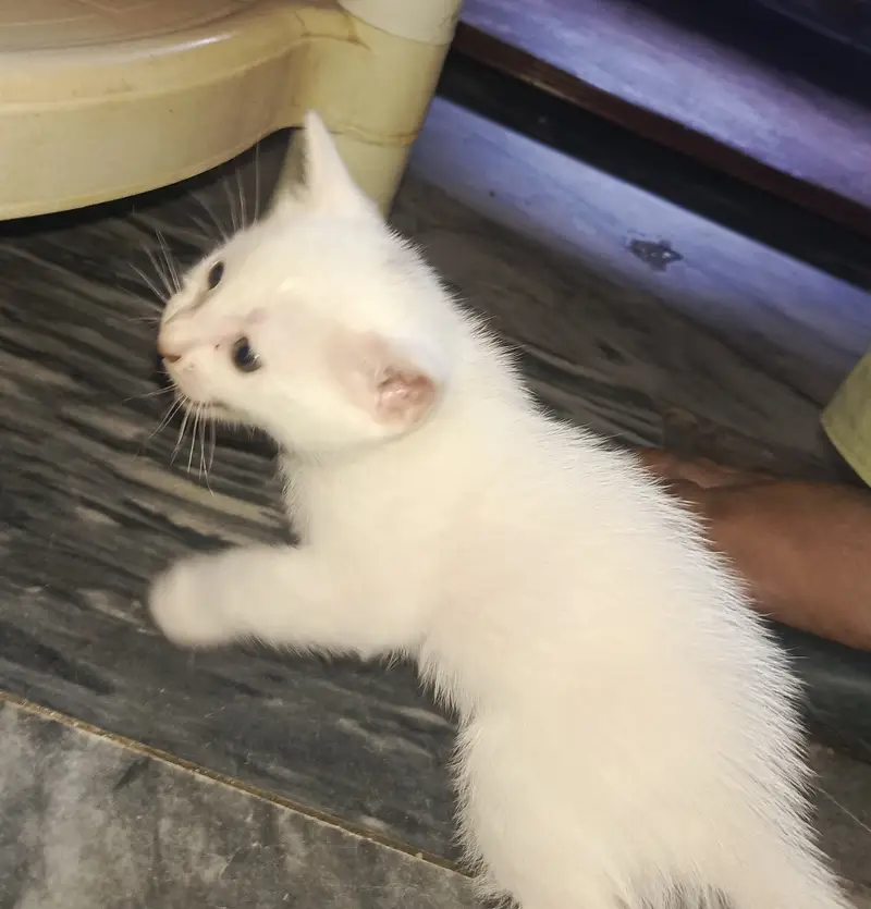 Any colour you want to buy very active kittens — photo 7