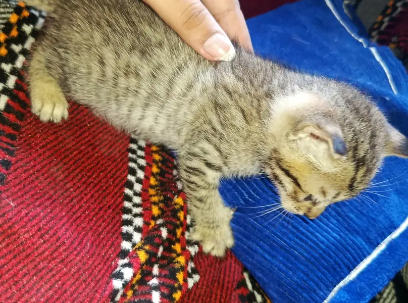 Any colour you want to buy very active kittens — photo 8