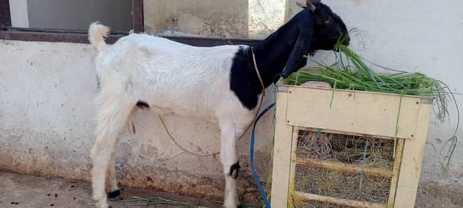sindhi kamori path for sale