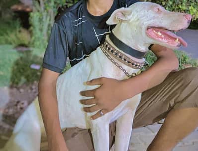 Gultair male dog