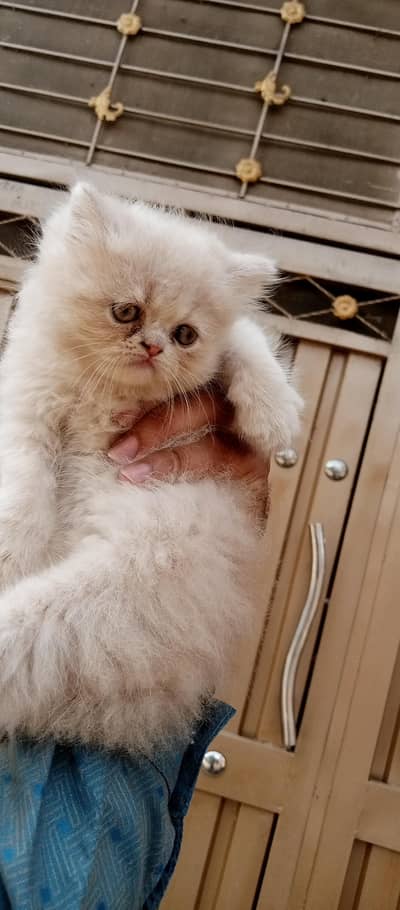 pure Persian kittens home breed