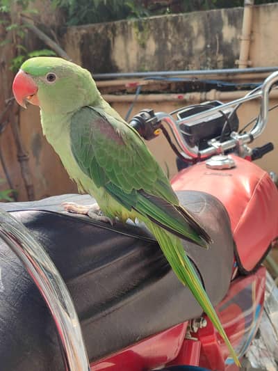 Kashmiri Raw (Alexander) parrot