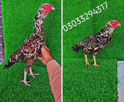 Top quality Aseel Bird / Mianwali Aseel/ Merthe Asel / Band gaddi Asel