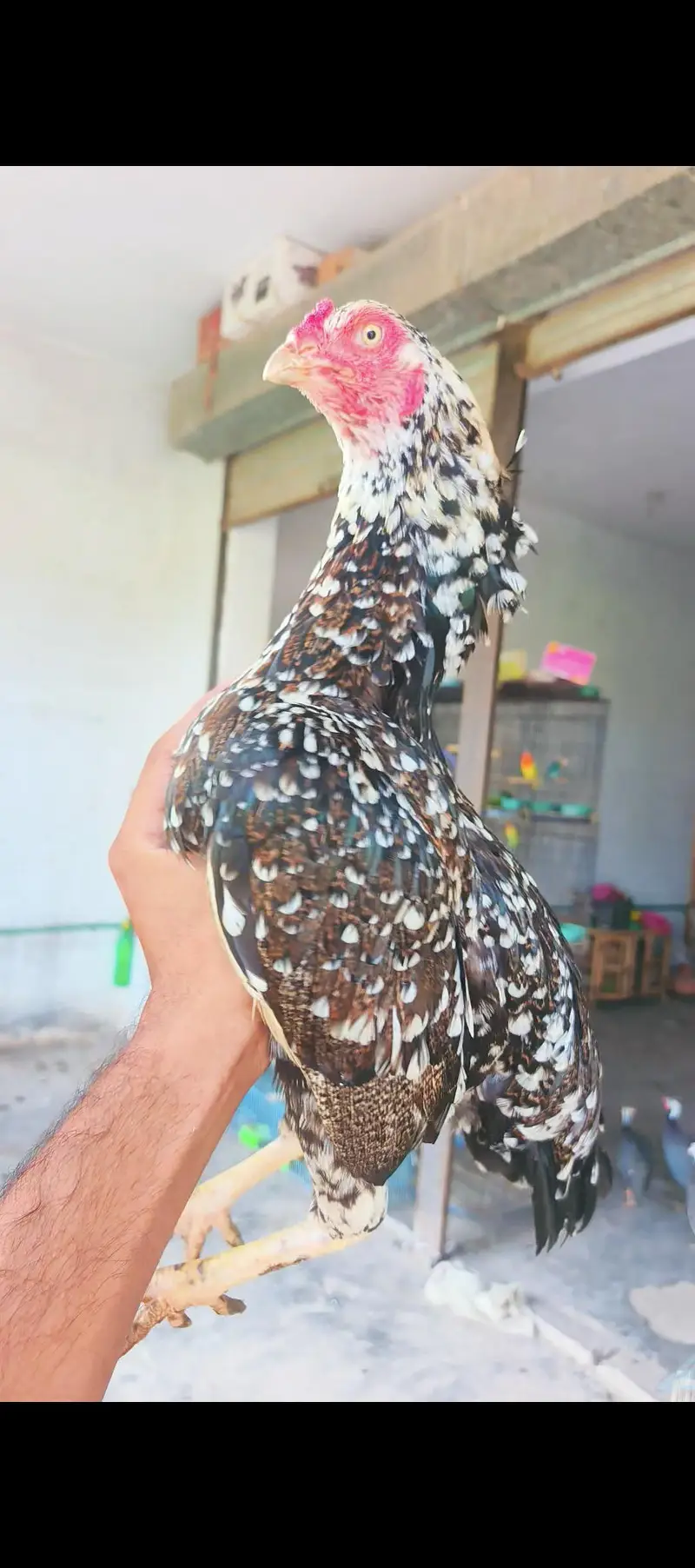 Top quality Aseel Bird / Mianwali Aseel/ Merthe Asel / Band gaddi Asel — photo 2