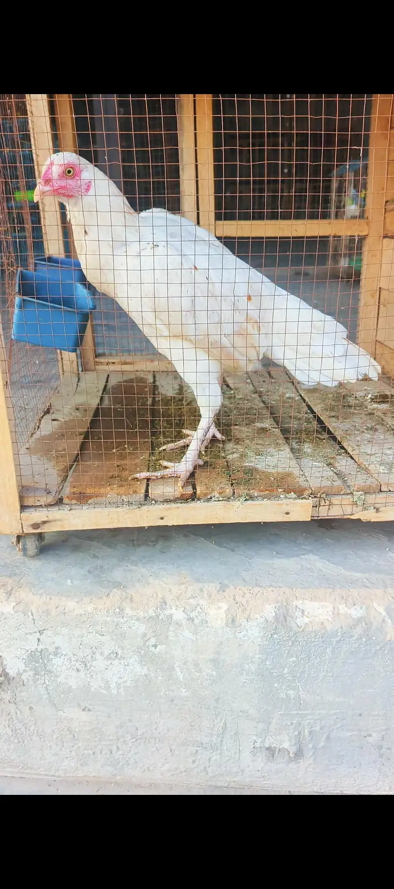 Top quality Aseel Bird / Mianwali Aseel/ Merthe Asel / Band gaddi Asel — photo 3