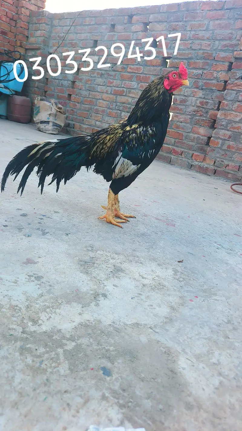 Top quality Aseel Bird / Mianwali Aseel/ Merthe Asel / Band gaddi Asel — photo 6